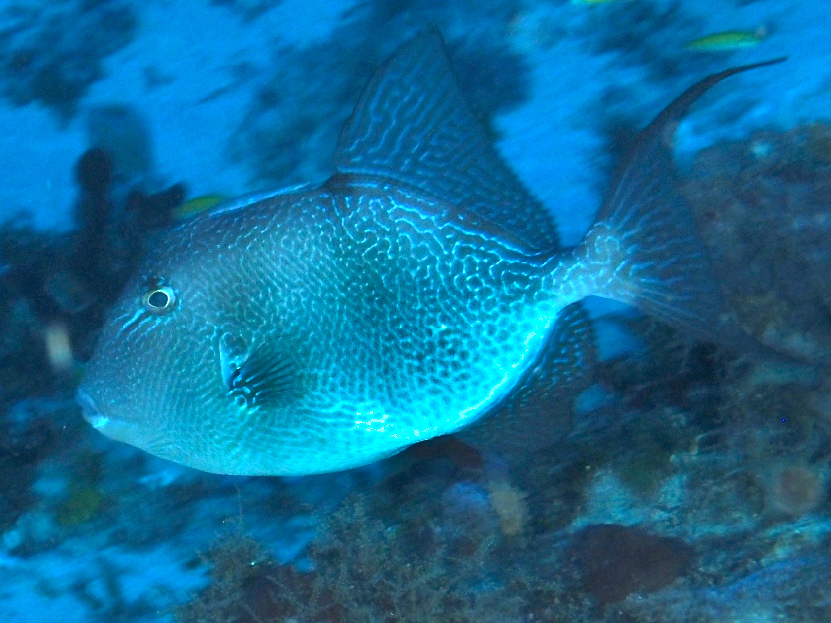 Gray Triggerfish